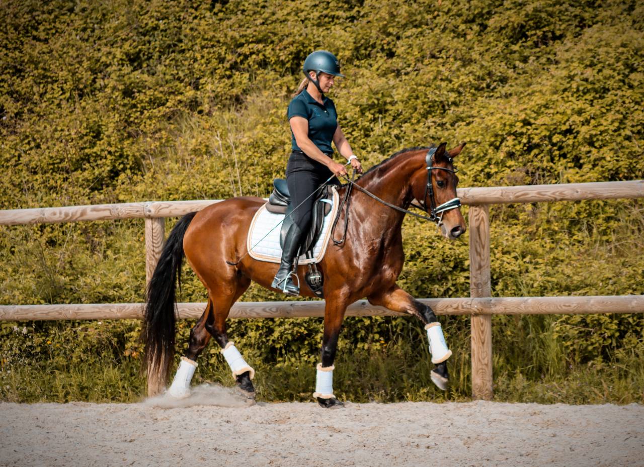 Jument par Vitalis x Apache