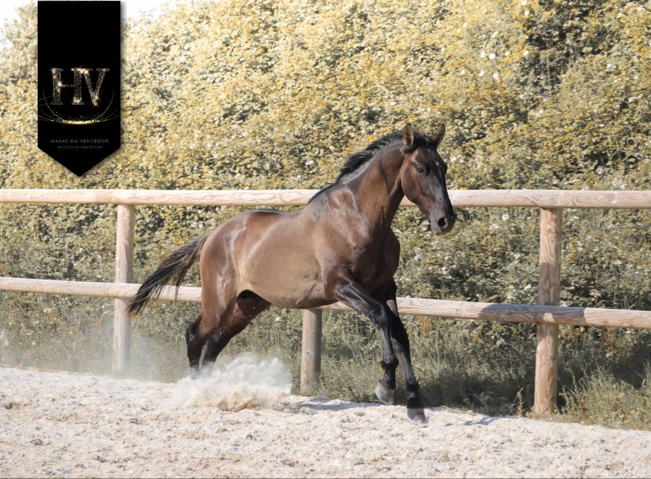 M&acirc;le kwpn Grullo par Inefavel x Dream Boy x Jonhson