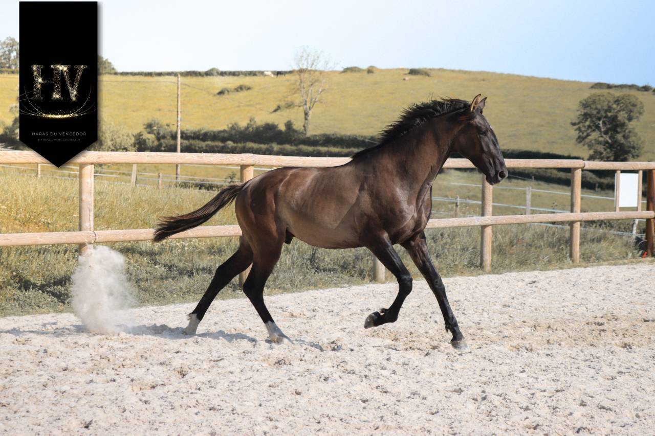M&acirc;le kwpn Grullo par Inefavel x Dream Boy x Jonhson