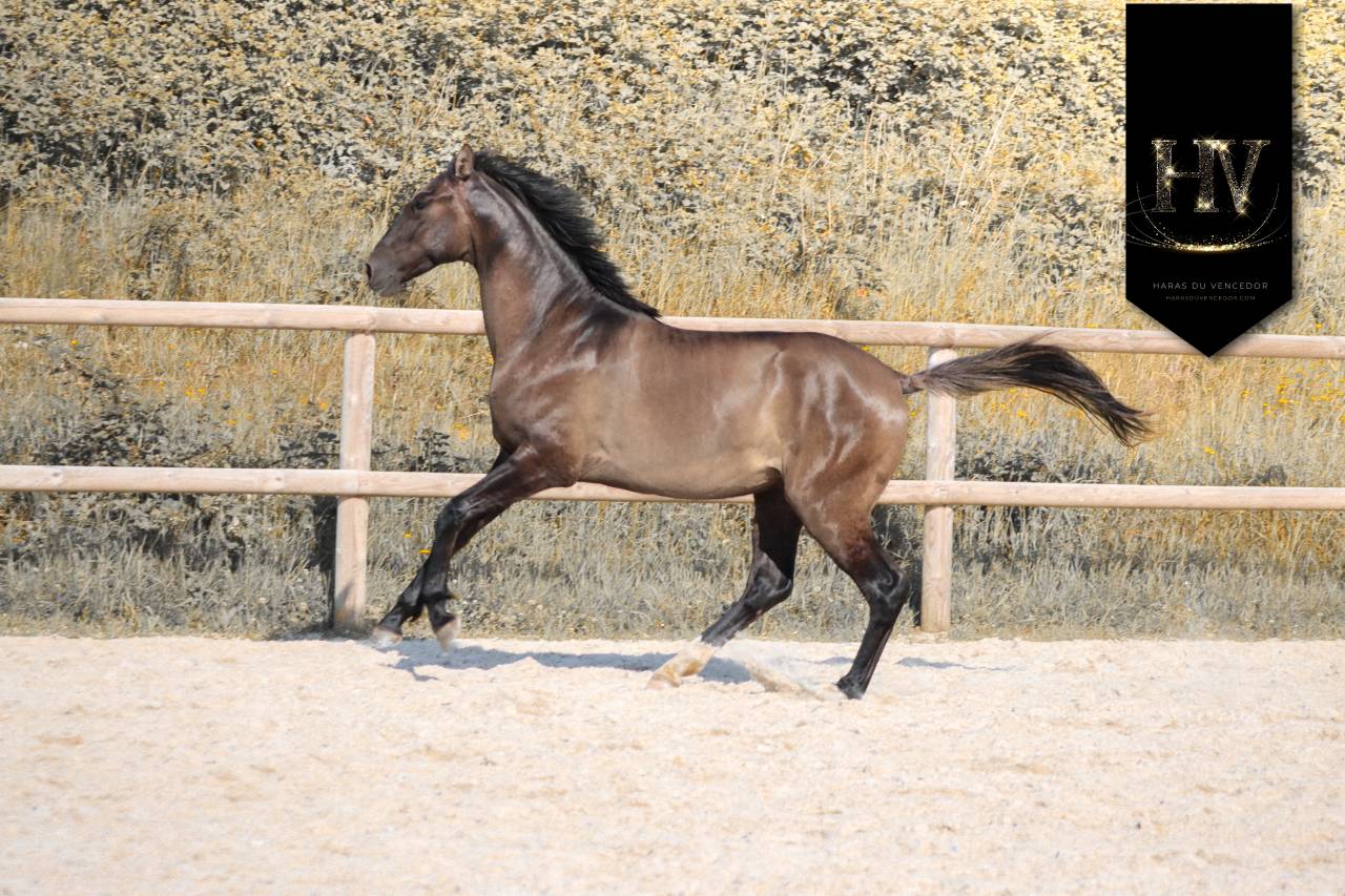 M&acirc;le kwpn Grullo par Inefavel x Dream Boy x Jonhson