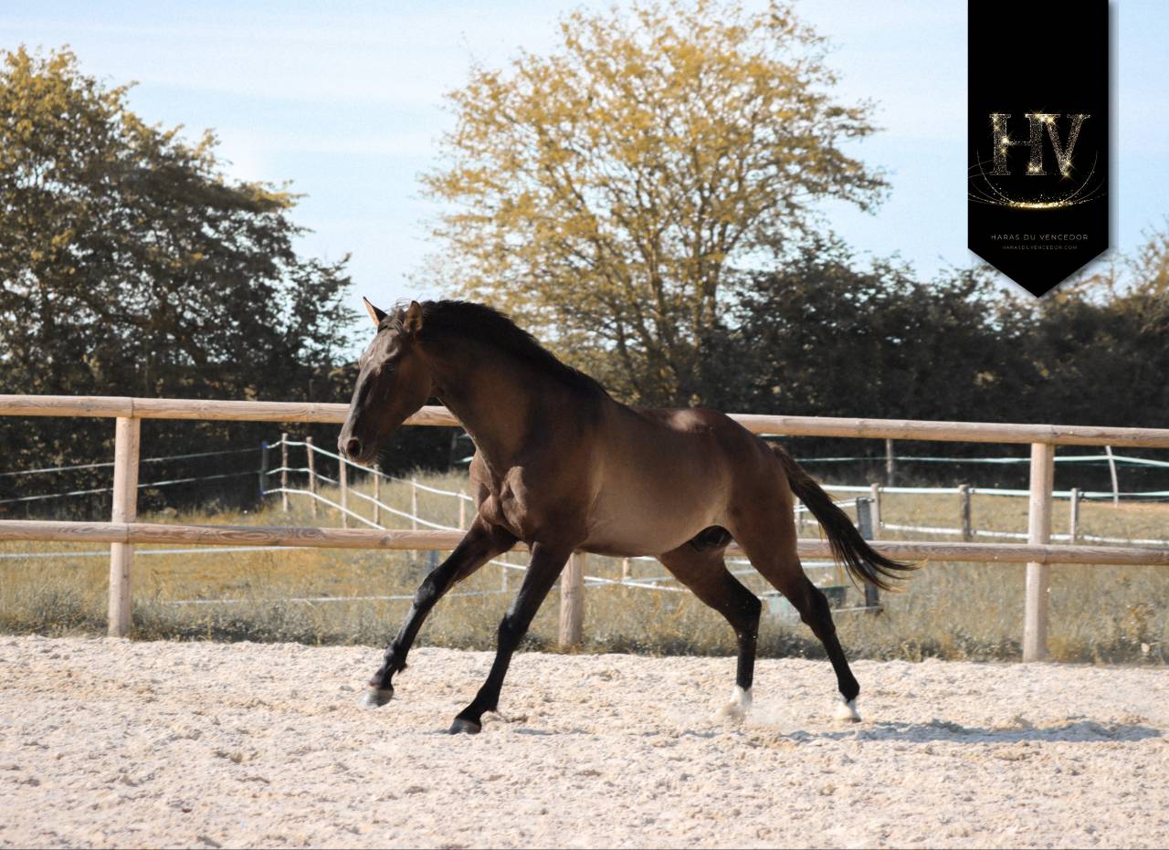 M&acirc;le kwpn Grullo par Inefavel x Dream Boy x Jonhson