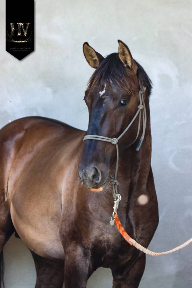 M&acirc;le kwpn Grullo par Inefavel x Dream Boy x Jonhson