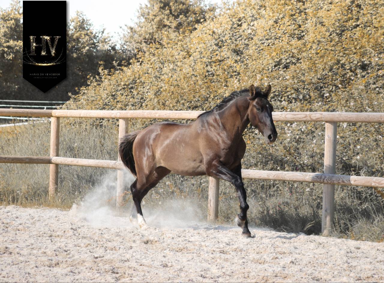 M&acirc;le kwpn Grullo par Inefavel x Dream Boy x Jonhson