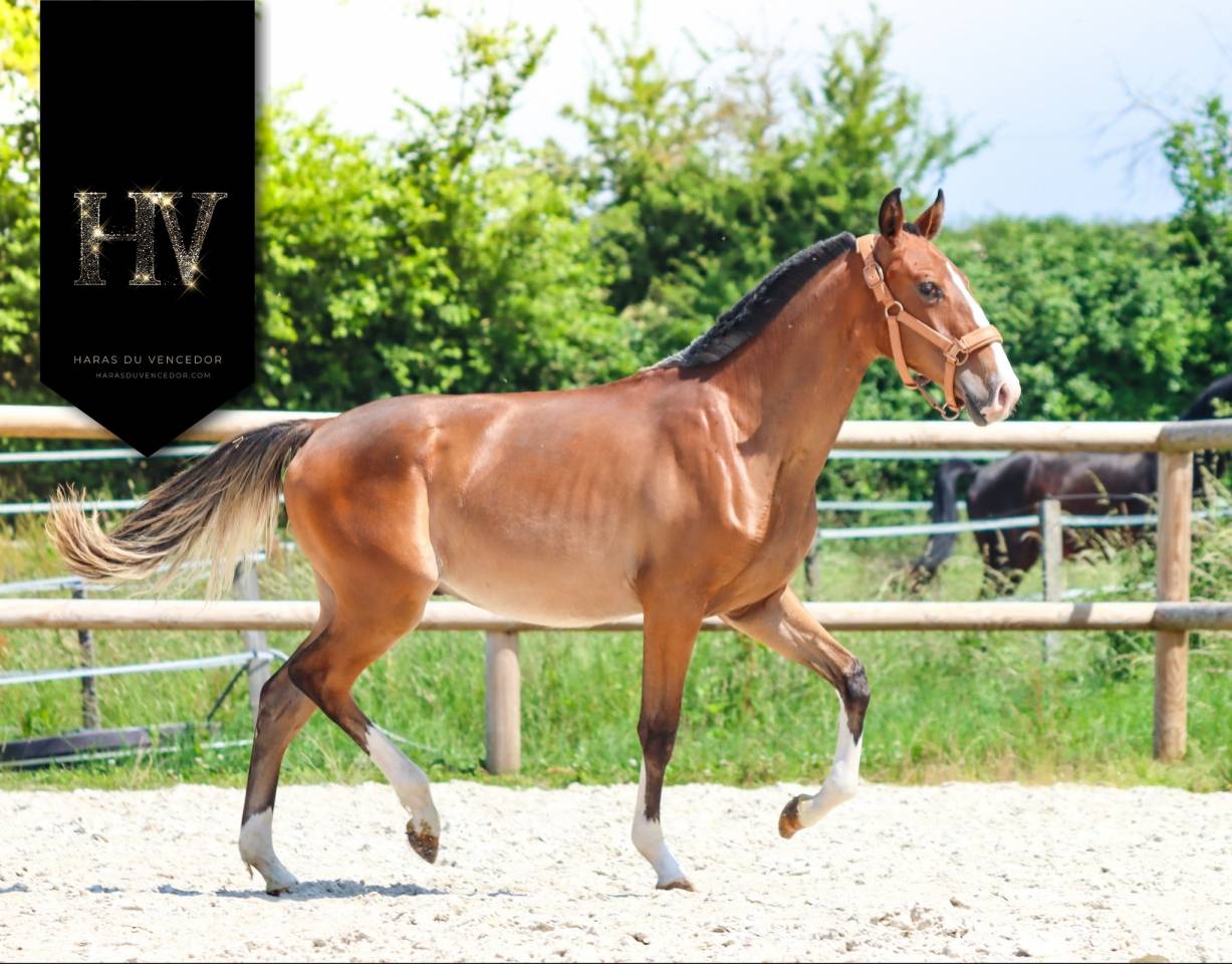 M&acirc;le Pur Sang Lusitanien 