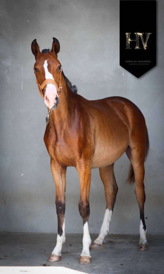 M&acirc;le Pur Sang Lusitanien 