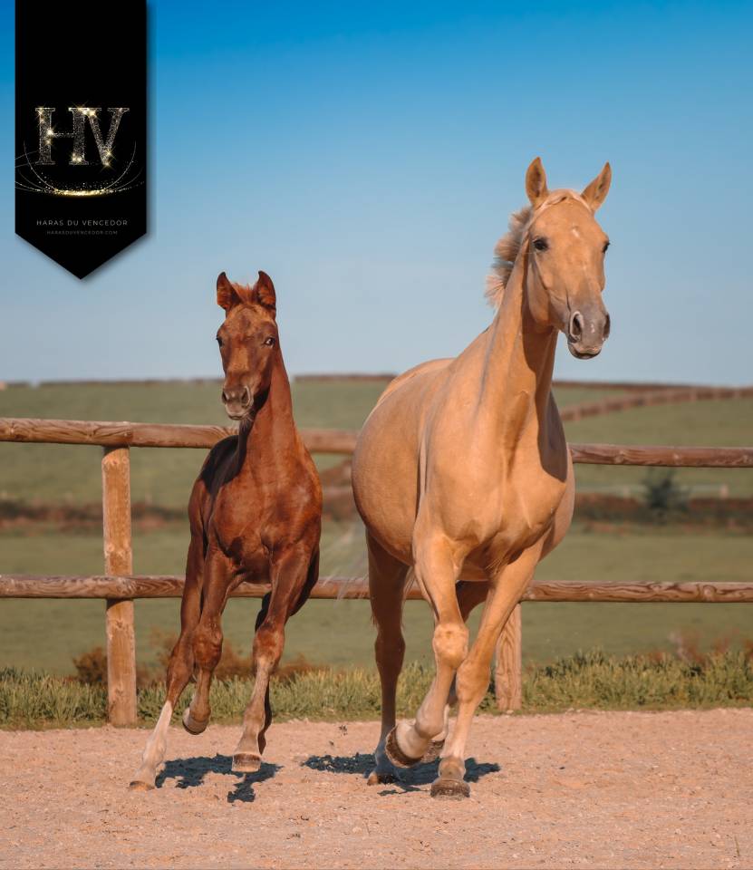 Pouliche kwpn Vitalis x Baron x Furstentern