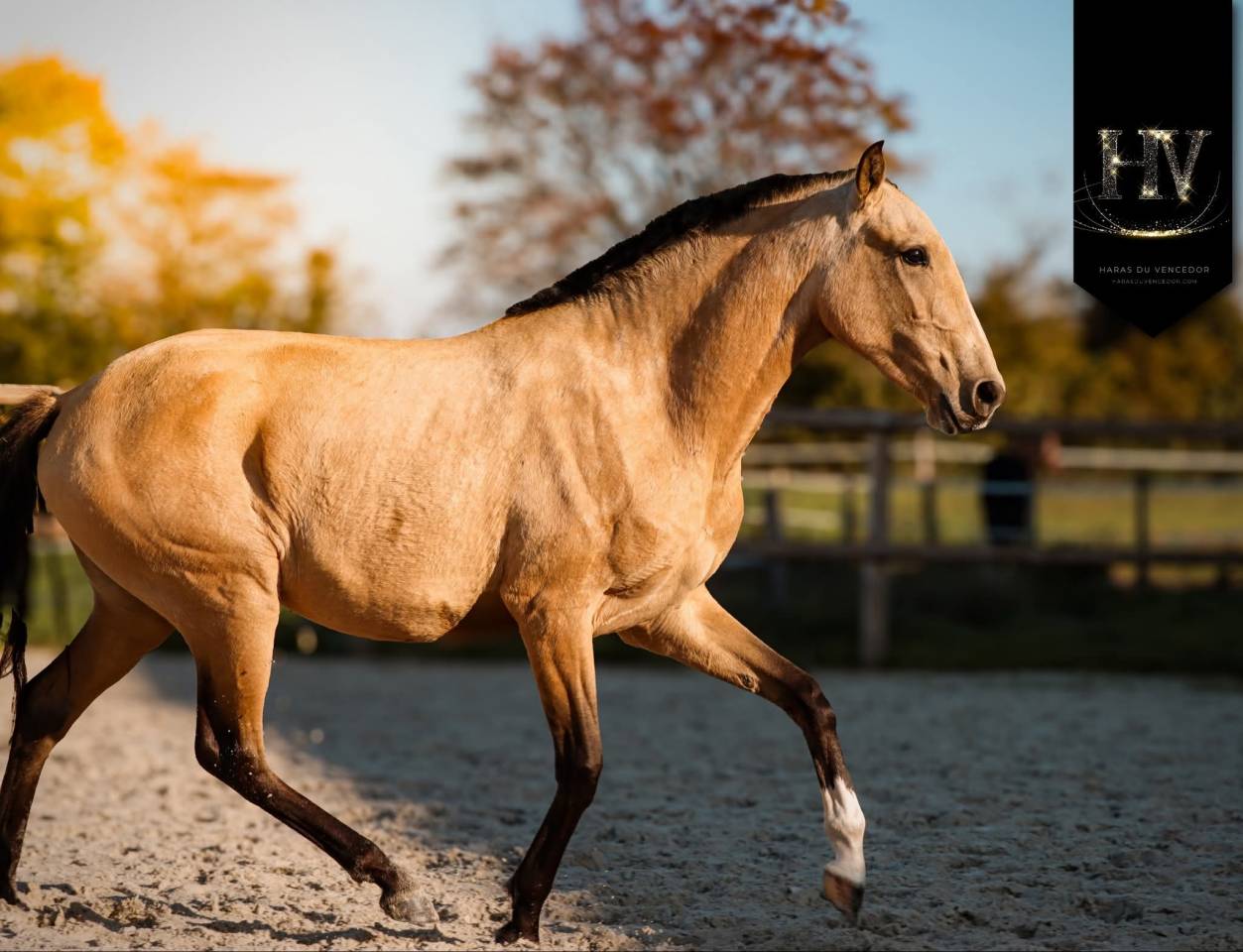 Pouliche Pur Sang Lusitanienne 