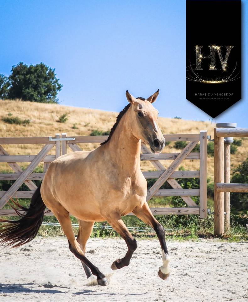 Pouliche Pur Sang Lusitanienne 