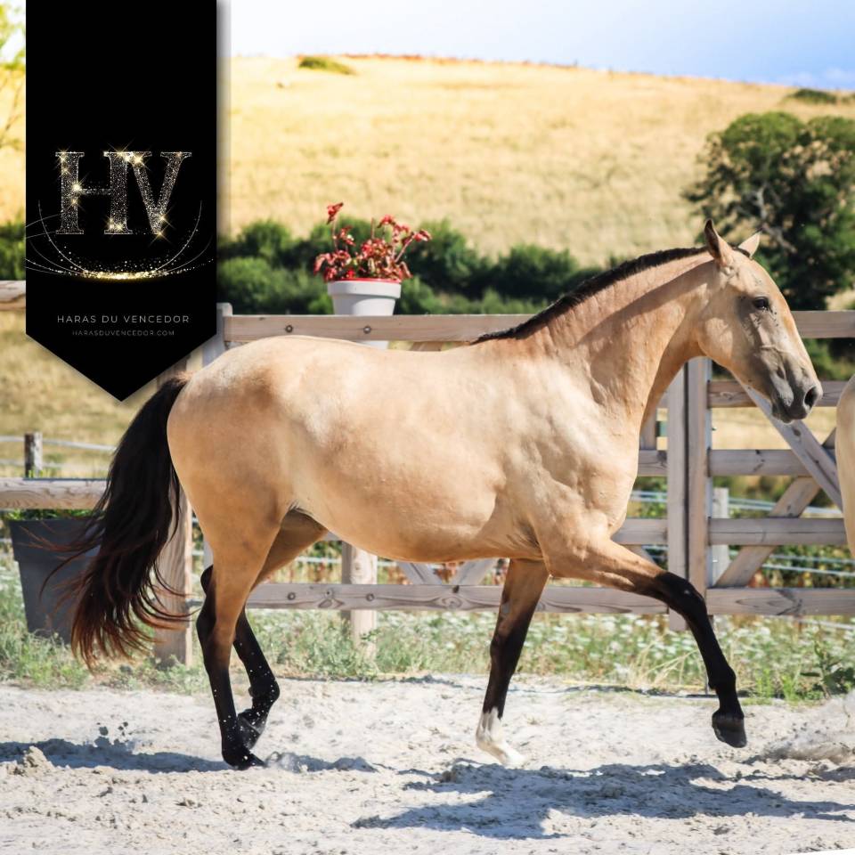 Pouliche Pur Sang Lusitanienne 