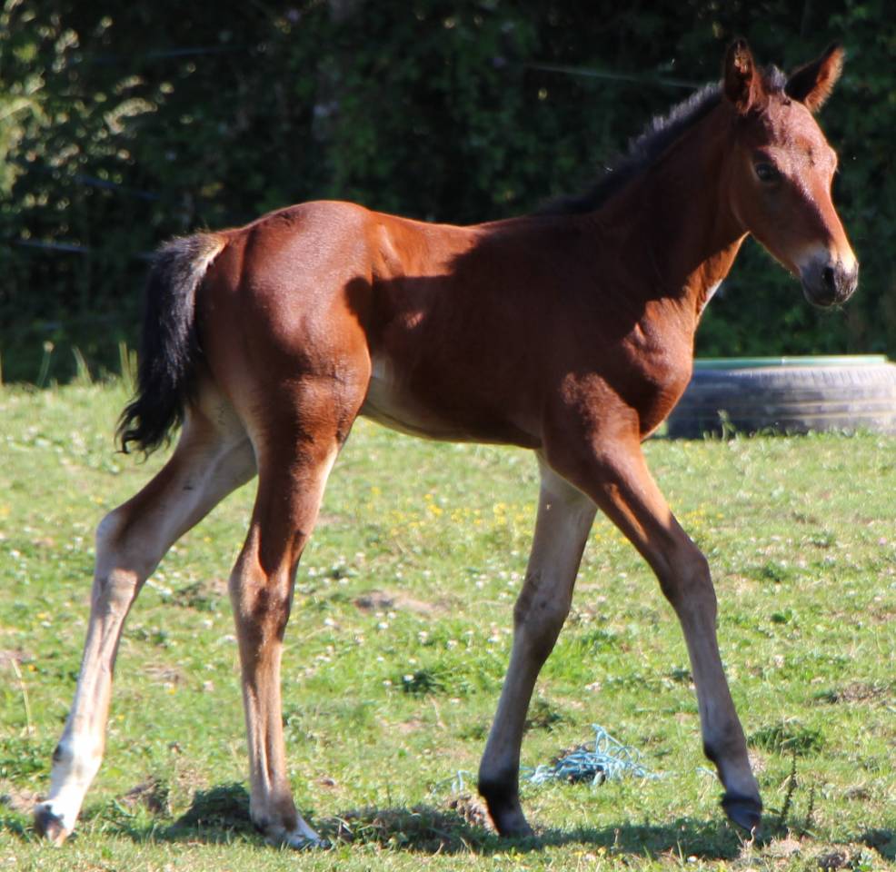 Poulain 2025 Catchar mail x eyken des fontenis