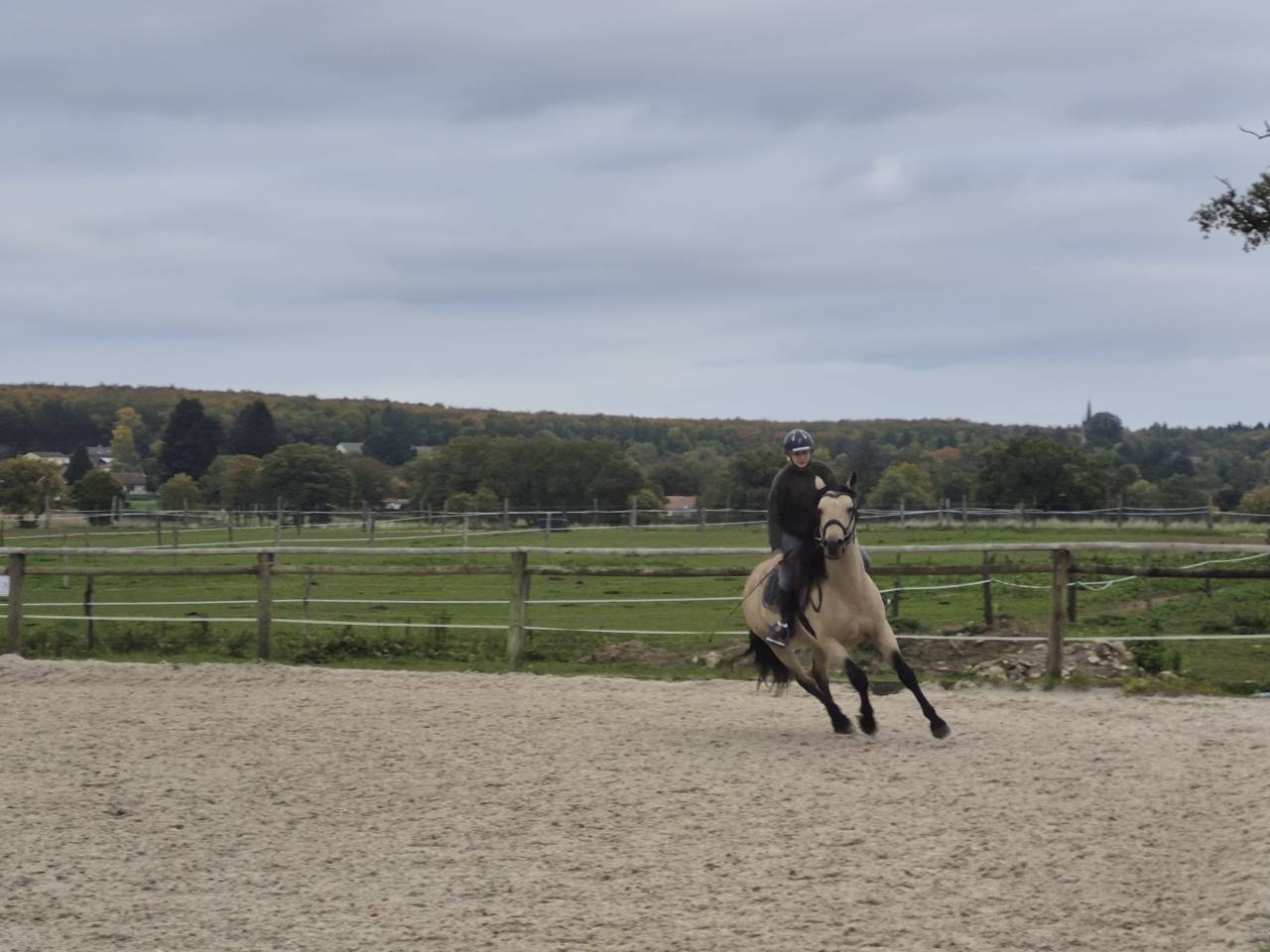 Hongre 5a s gra d D Connemara 