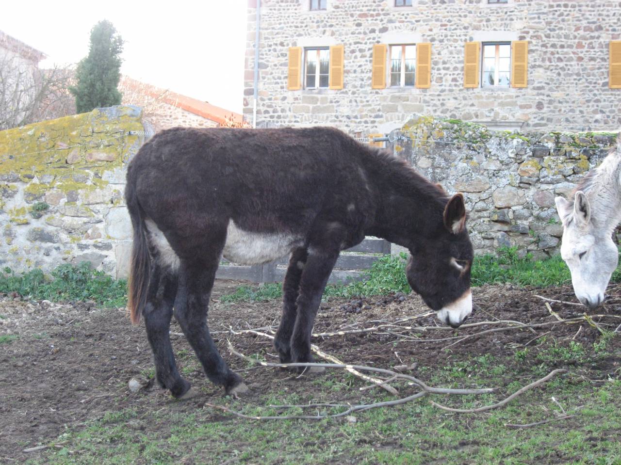 Ane des pyr&eacute;n&eacute;es catalan