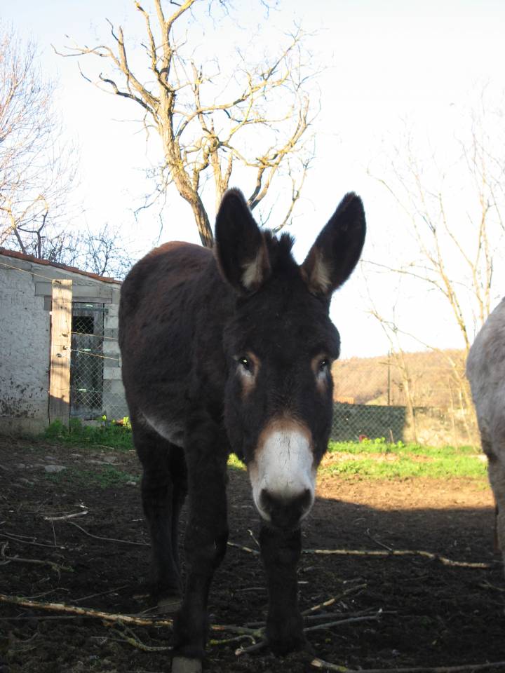 Ane des pyr&eacute;n&eacute;es catalan
