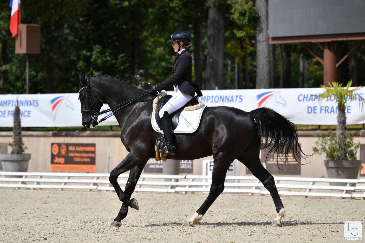 Hongre- Selle Fran&ccedil;ais - 14 ans - Dressage - France