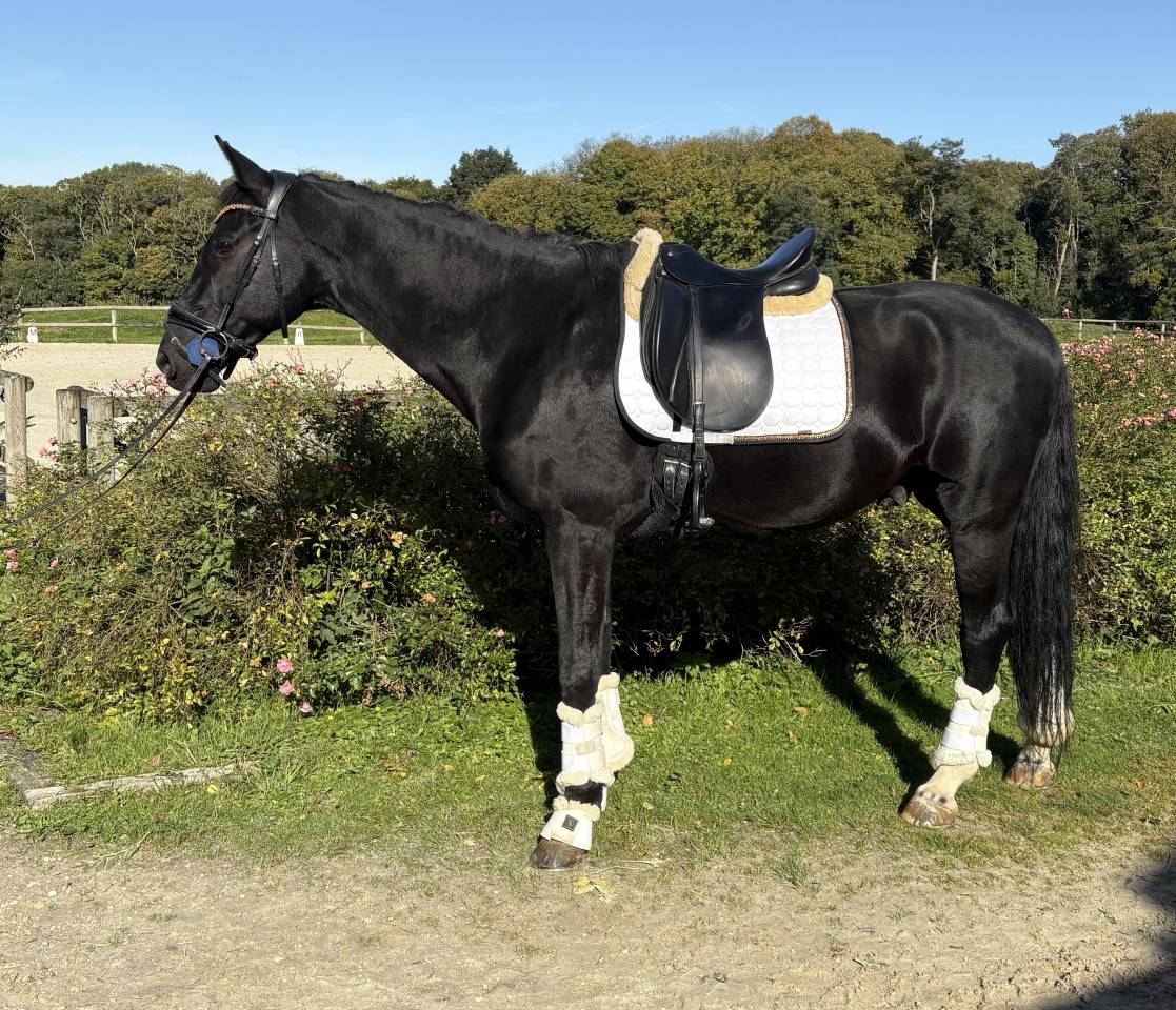 Hongre- Selle Fran&ccedil;ais - 14 ans - Dressage - France