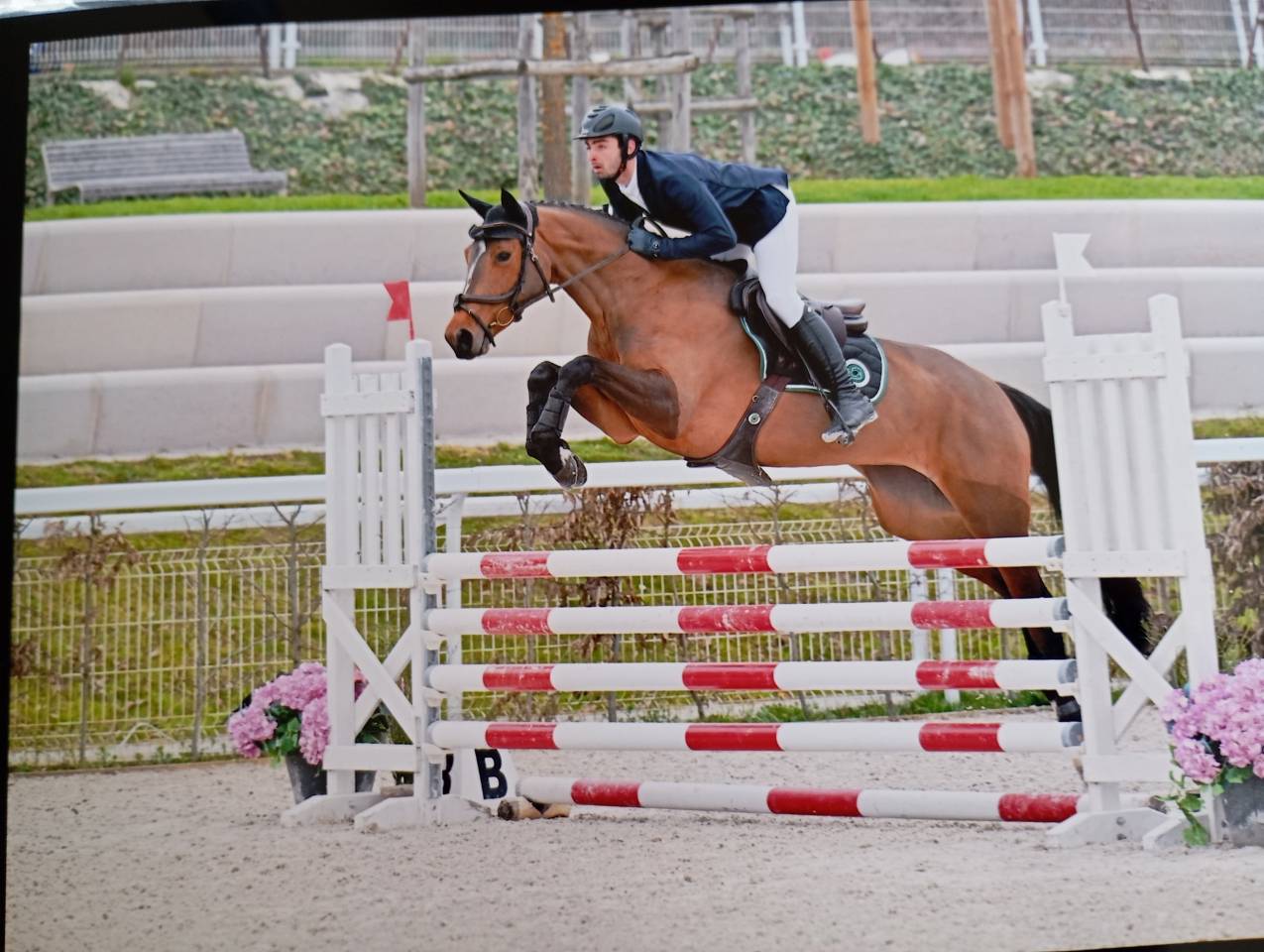 A vendre jument selle fran&ccedil;ais 4 ans