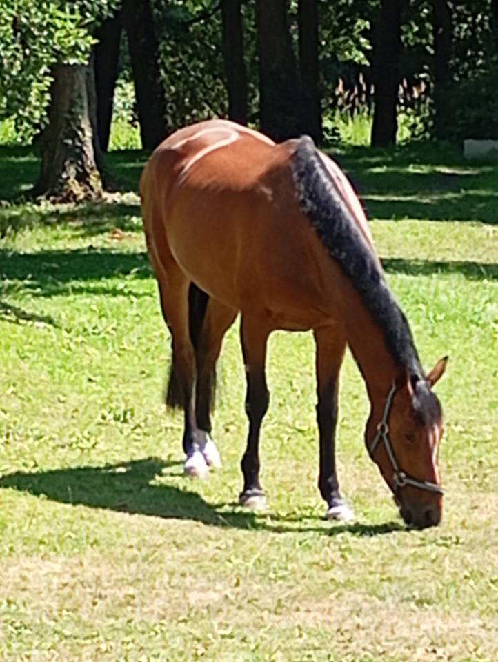 A vendre jument selle fran&ccedil;ais 4 ans