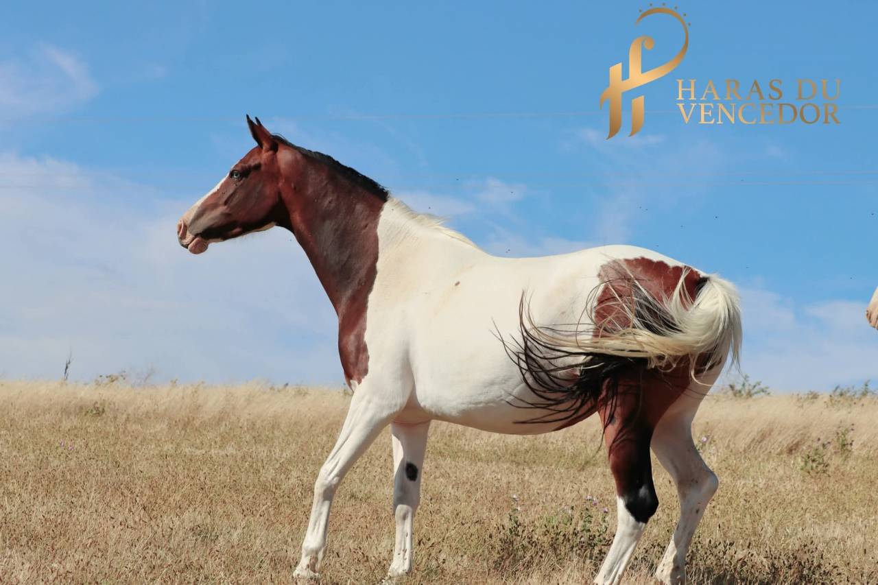 Poulini&egrave;re Oldenbourg Tobiano