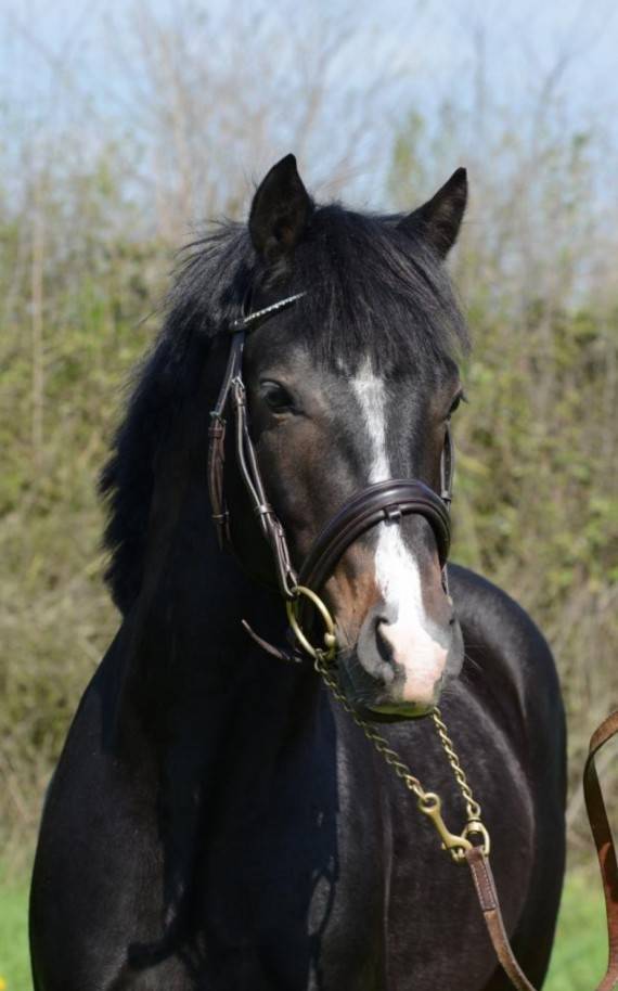 Etalon Connemara A vendre 2013 Bai par POETIC JUSTICE (IE)