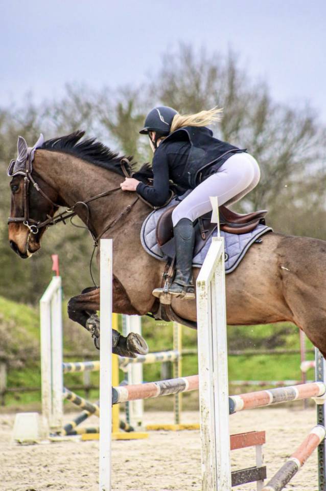 Cheval hongre de 8 ans