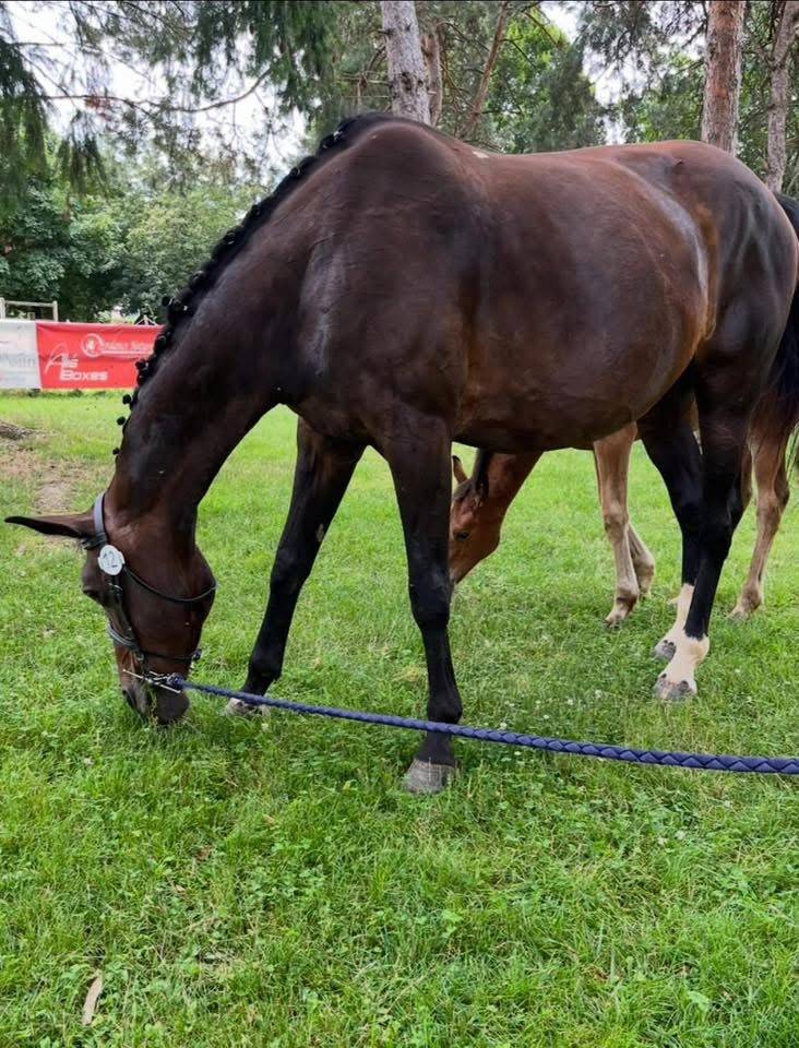 Jument sf &eacute;levage ou loisirs 