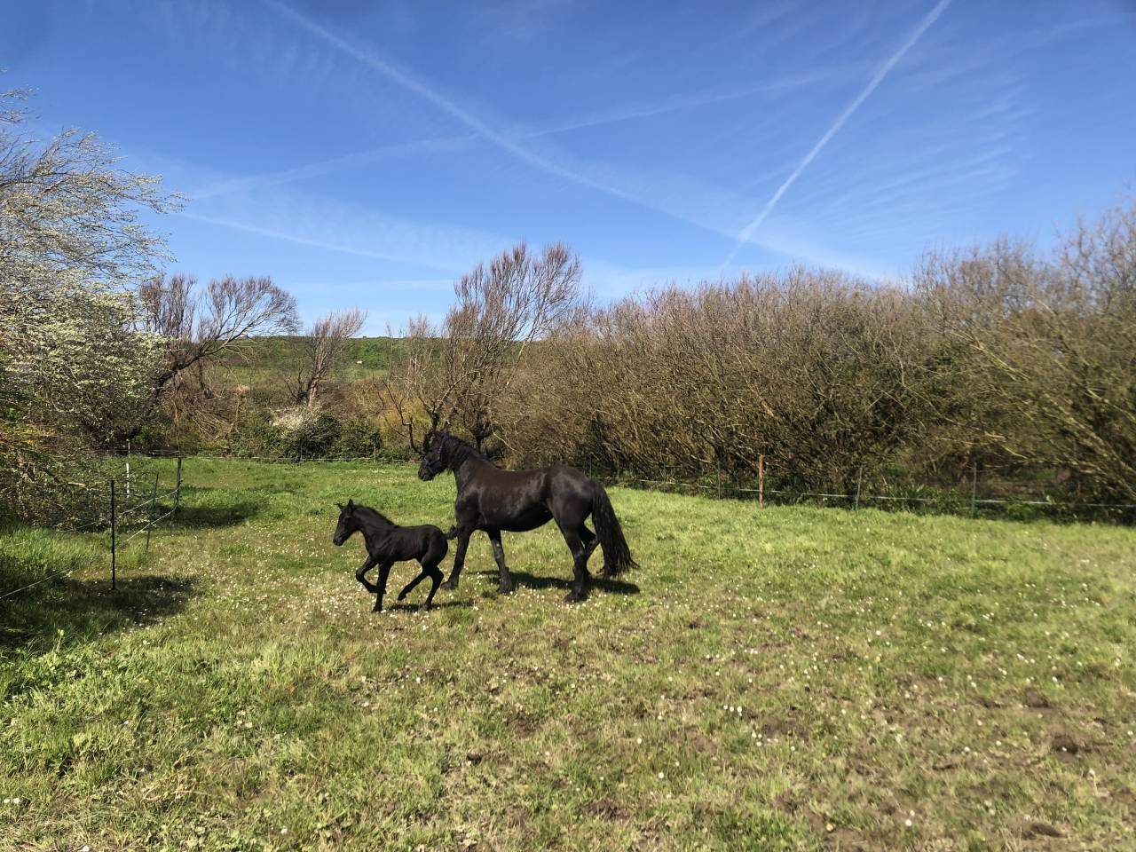 Maison vue mer avec possibilit&eacute; d'acceuil chevaux