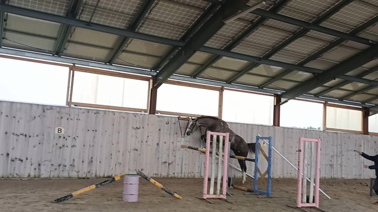 Hongre 4 ans par helios d'Elby