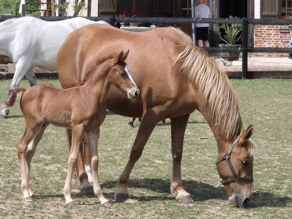 Poulain PFS de 2025 Top g&eacute;n&eacute;tique