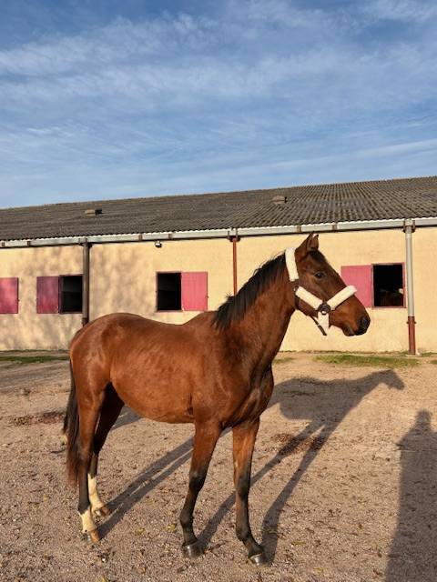 Selle Fran&ccedil;ais 3 ans 