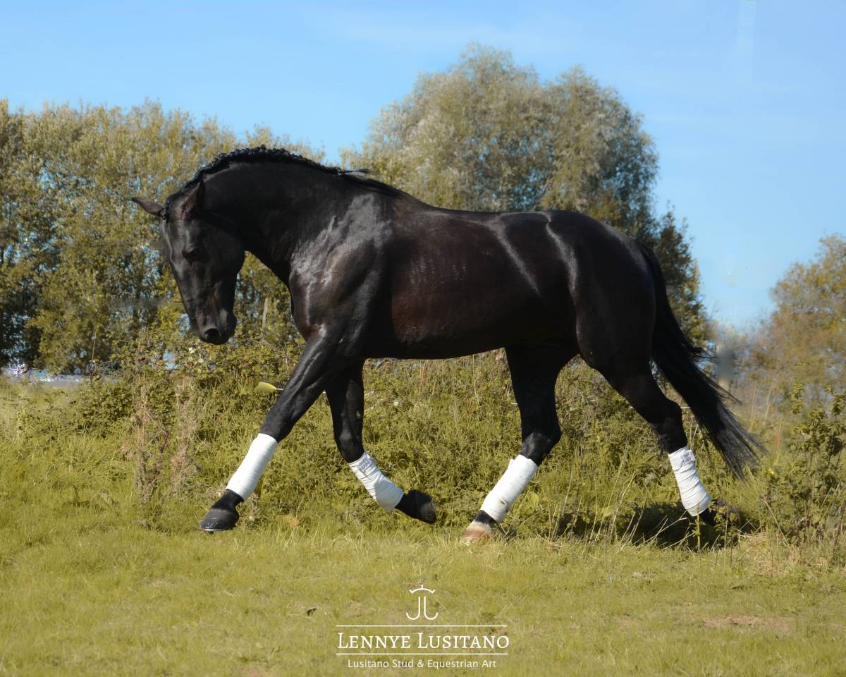 Pur-Sang Lusitanien Dress&eacute;