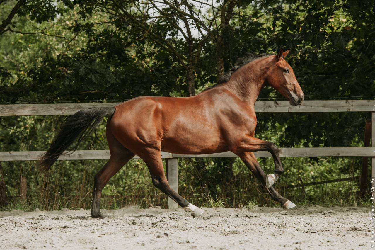 Cheval dressage Lusitanien x Warmblood