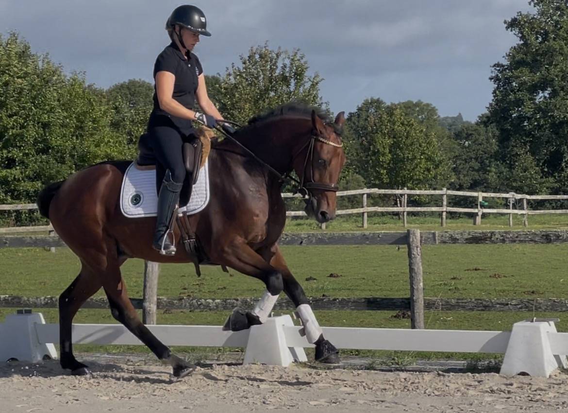 Cheval dressage Lusitanien x Warmblood