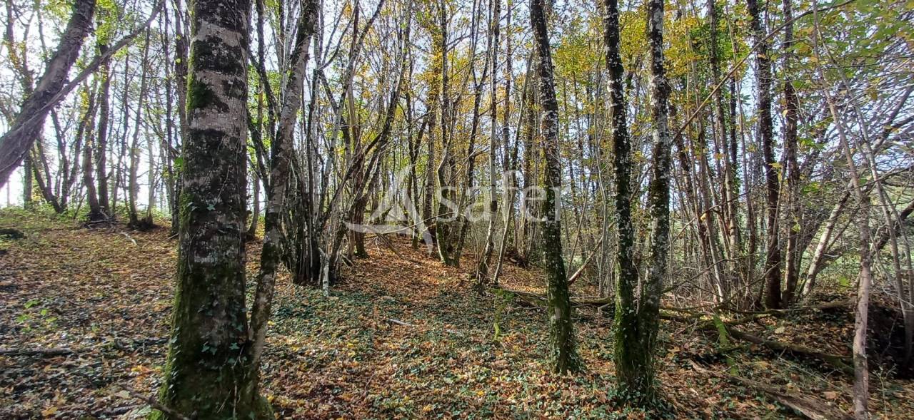 Etang, pr&eacute; et bois sur 2ha24 en P&eacute;rigord vert
