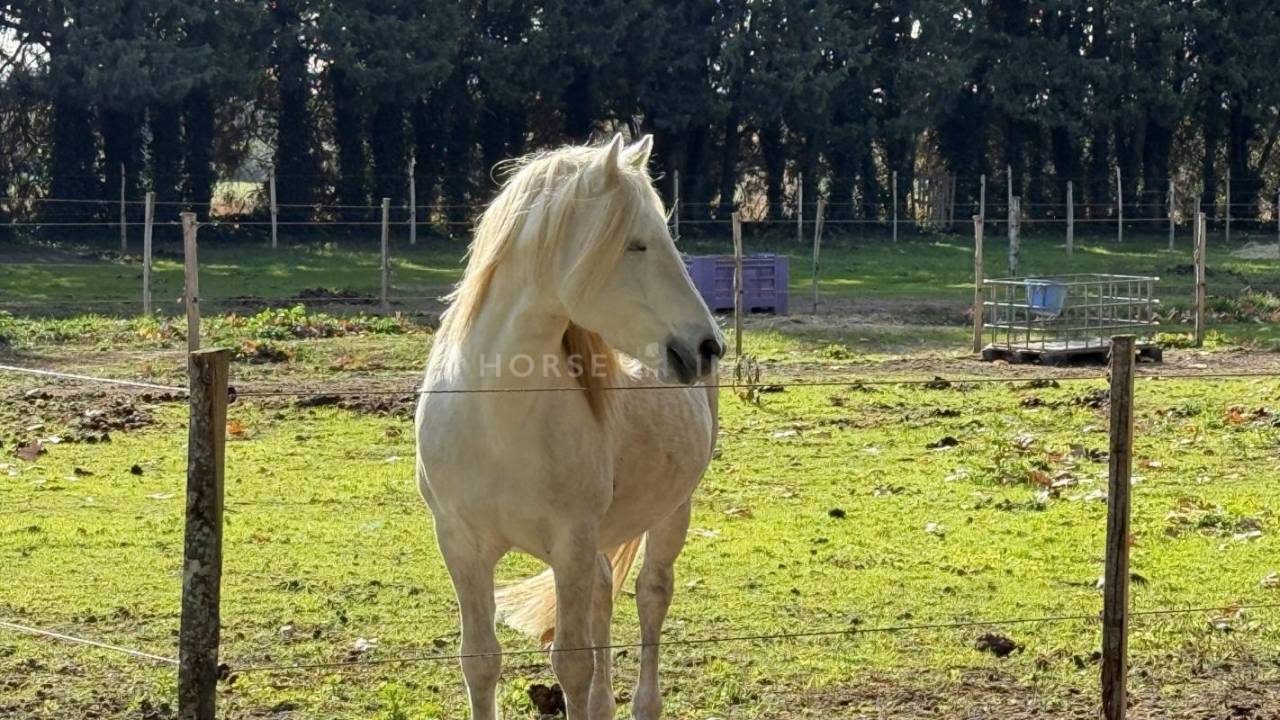 Domaine &eacute;questre aux portes de N&icirc;mes