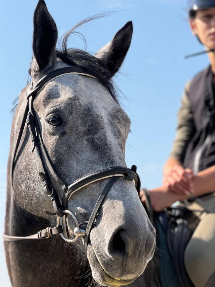 Hongre 6 Ans pr&ecirc;t 115 