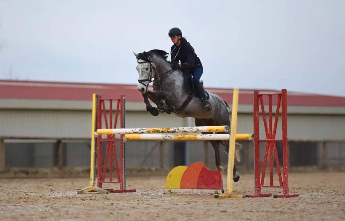 Hongre 6 Ans pr&ecirc;t 115 