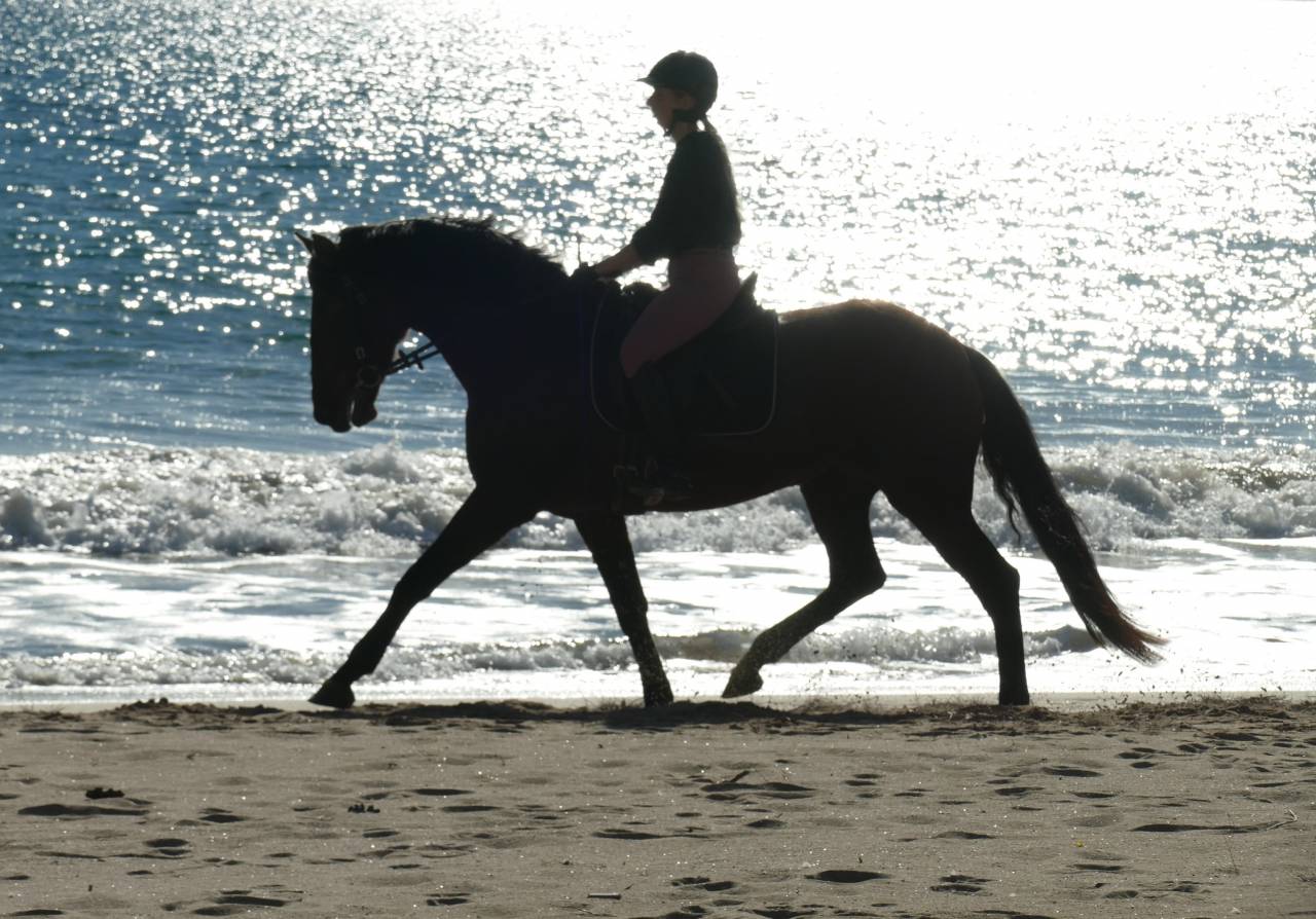 Adorable jeune jument PRE