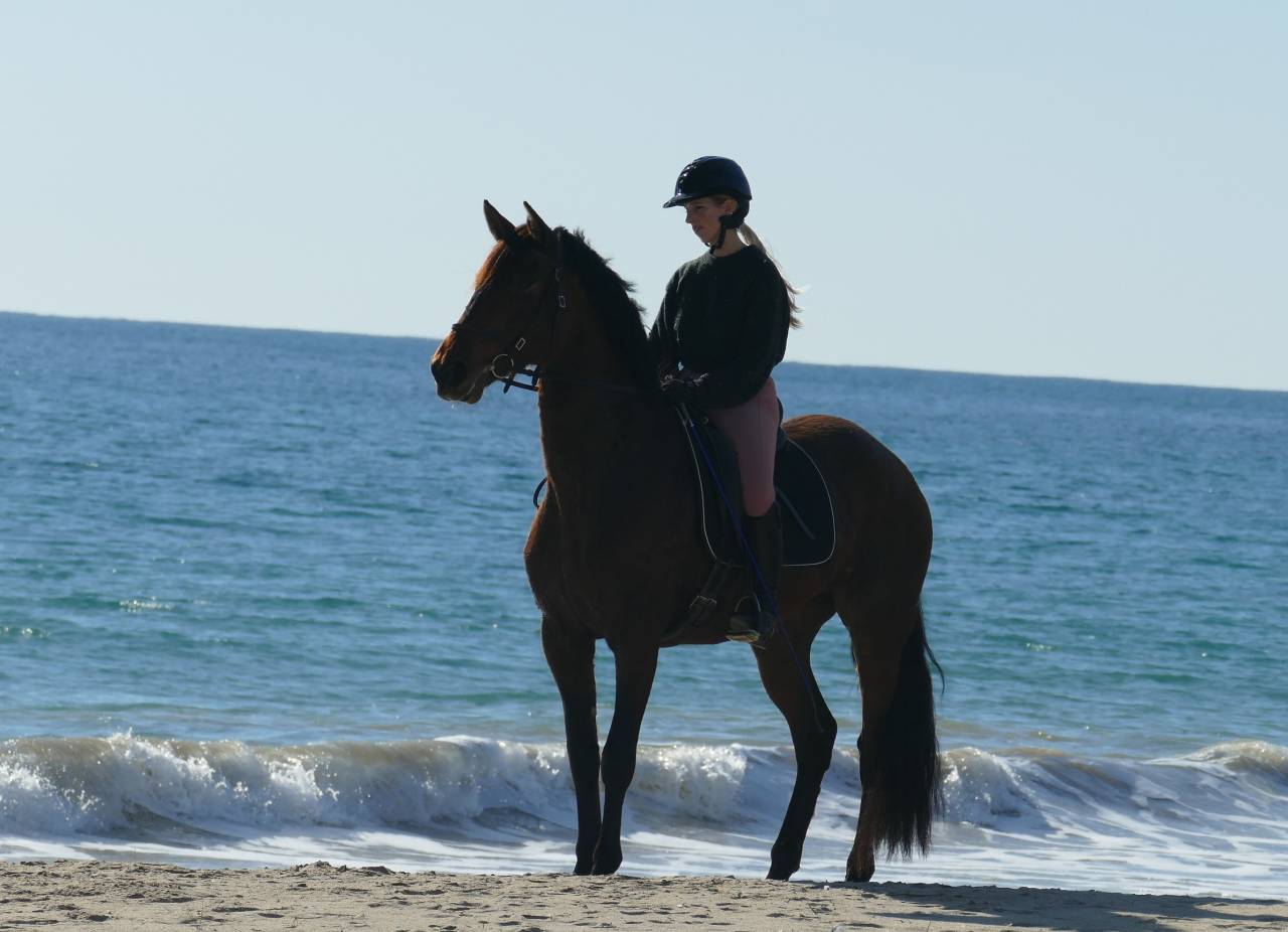 Adorable jeune jument PRE