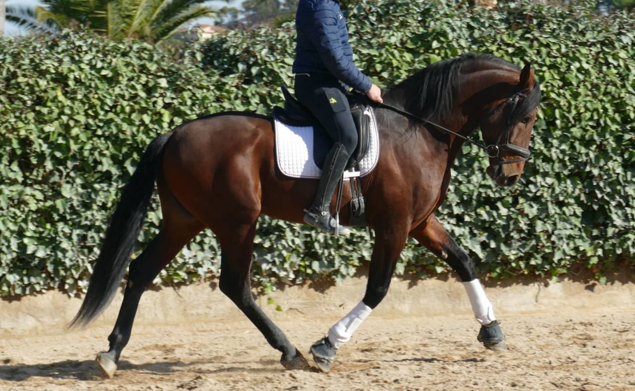 PRE grande taille-Dressage