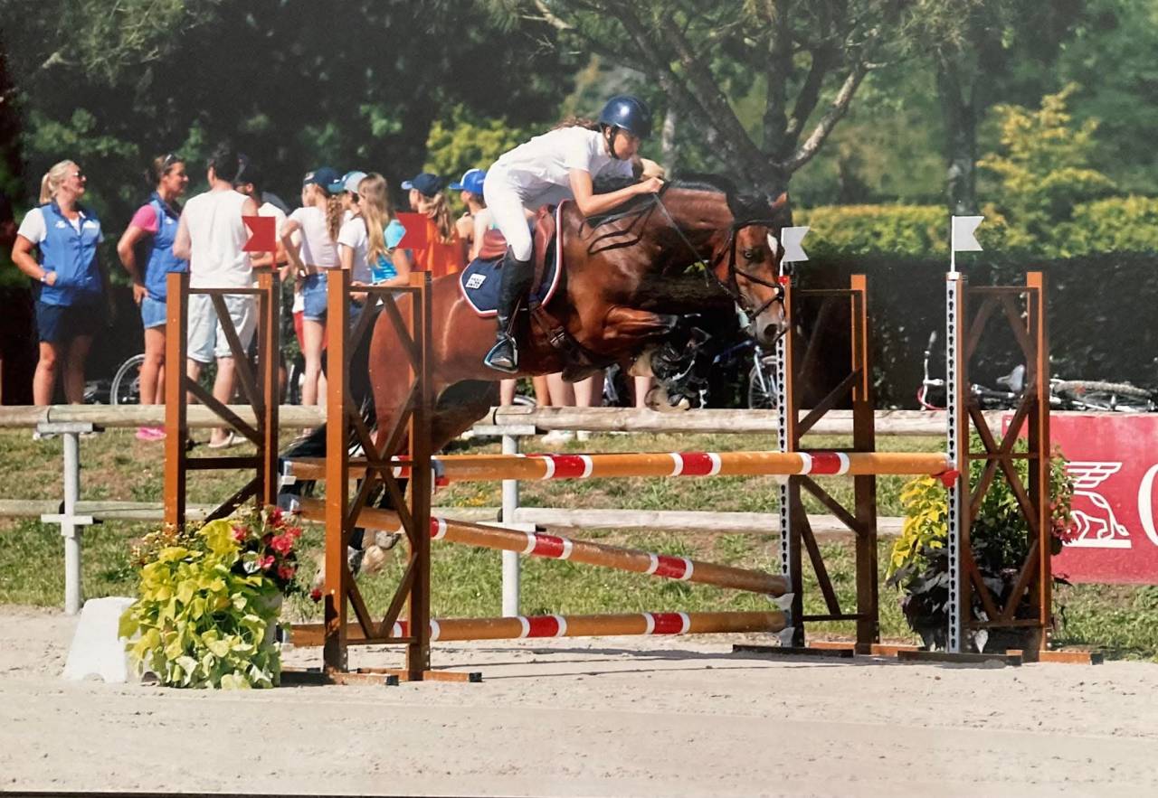 Hongre welsh part-bred 1an, top mental