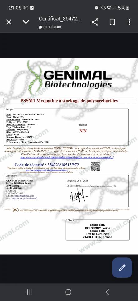 Hongre welsh part-bred 1an, top mental