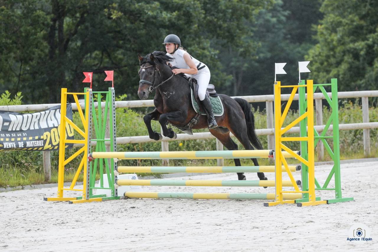 Hongre welsh part-bred 1an, top mental