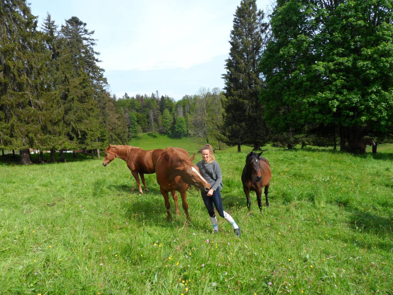 Cheval Suisse