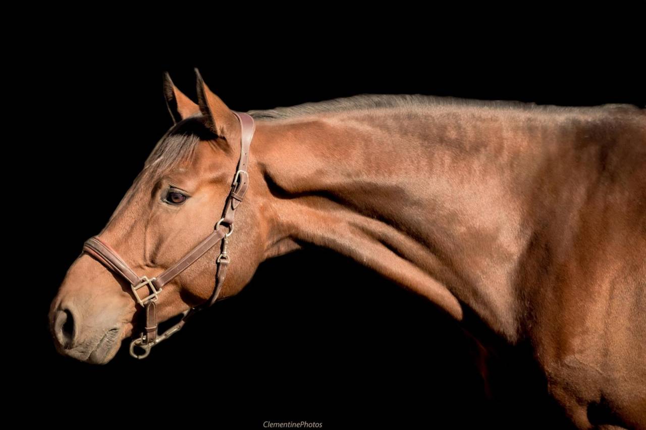 Hongre holsteiner de 8 ans - CSO