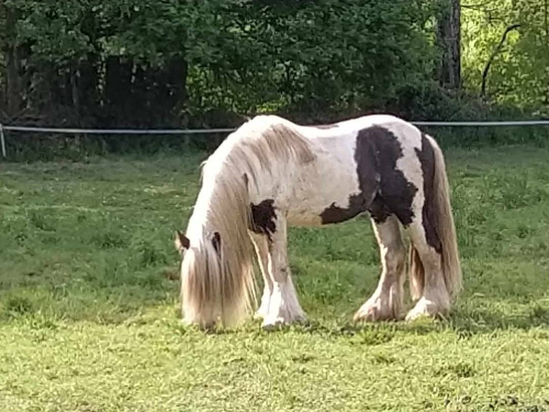 Bony des champs d'or - Saillie &Eacute;talon Irish cob