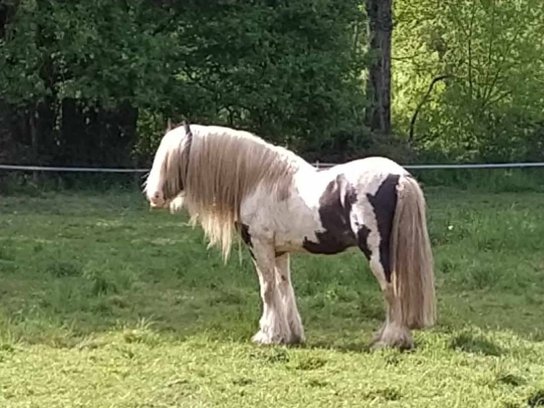 Bony des champs d'or - Saillie &Eacute;talon Irish cob