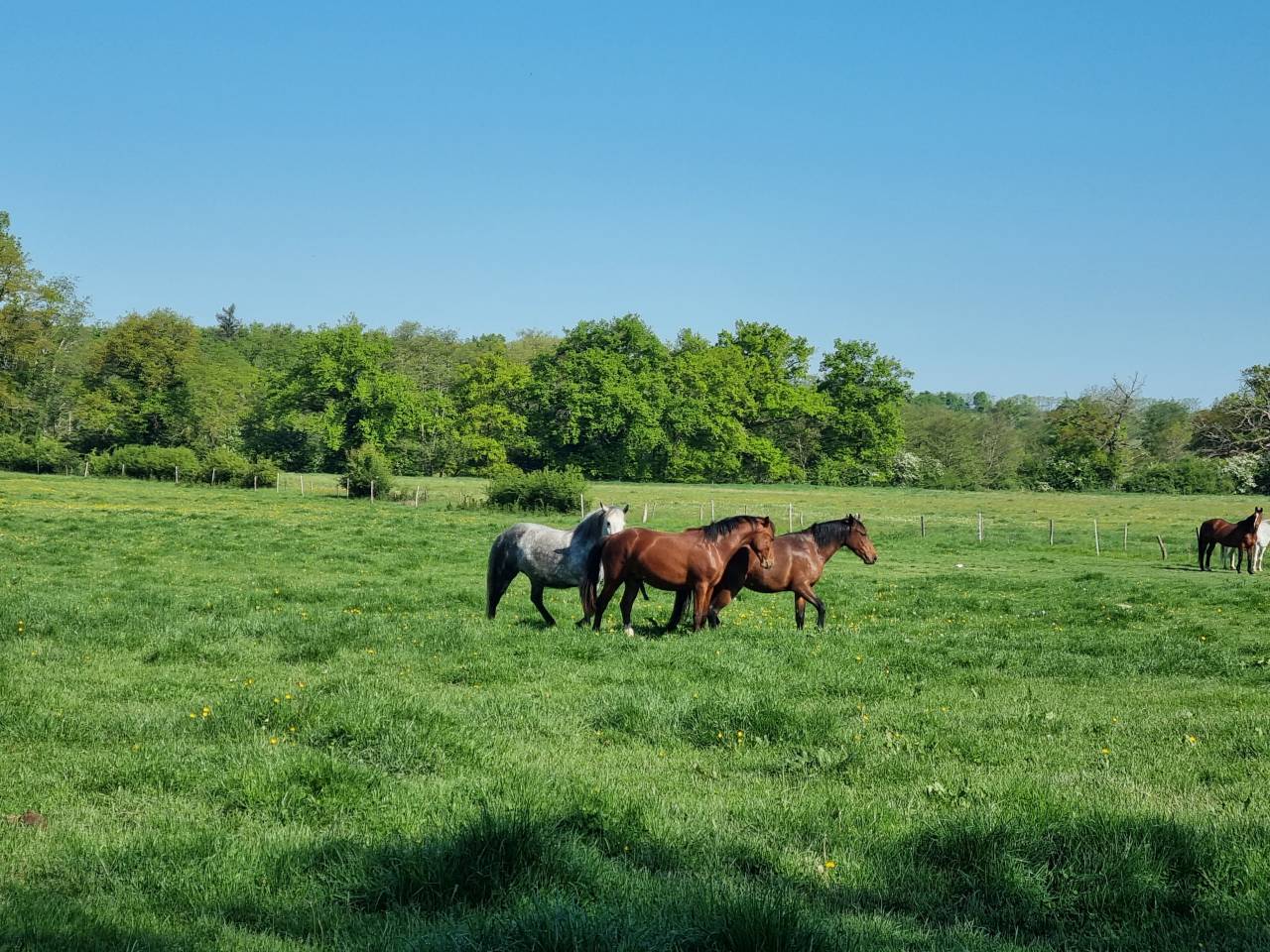 Pension id&eacute;ale pour chevaux d'&eacute;levage, retraite ...