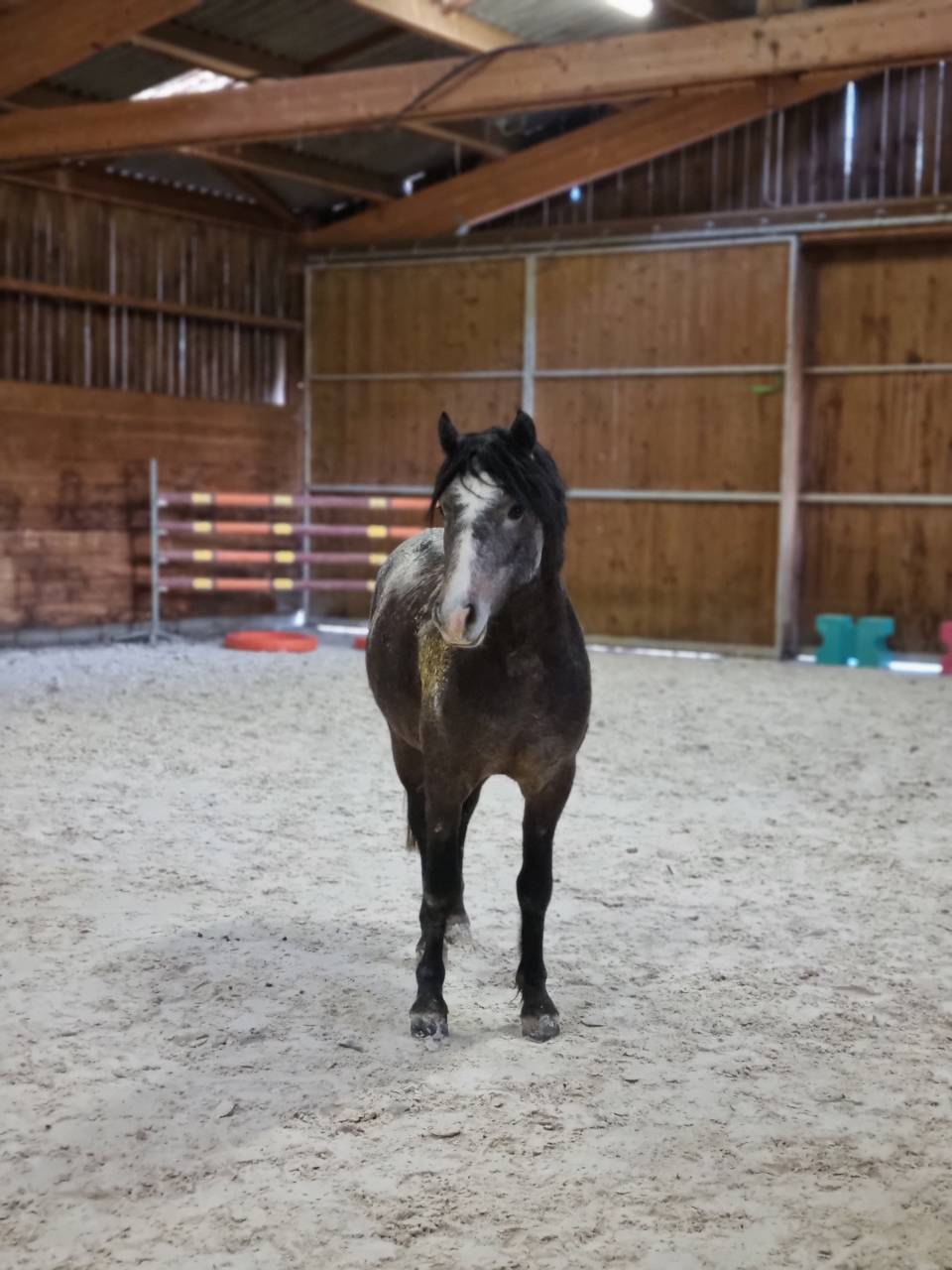 Pension id&eacute;ale pour chevaux d'&eacute;levage, retraite ...