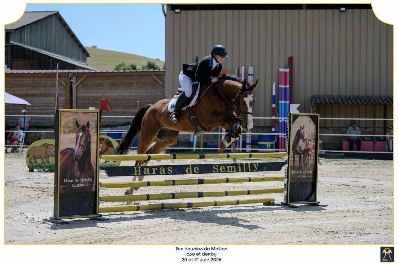 Mustang de Molion, Cheval sport, 4 ans, Bai; SF, 1.72