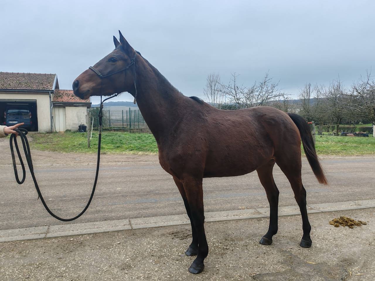 Jument, 4 ans, Bai; SF, toise 1. 65